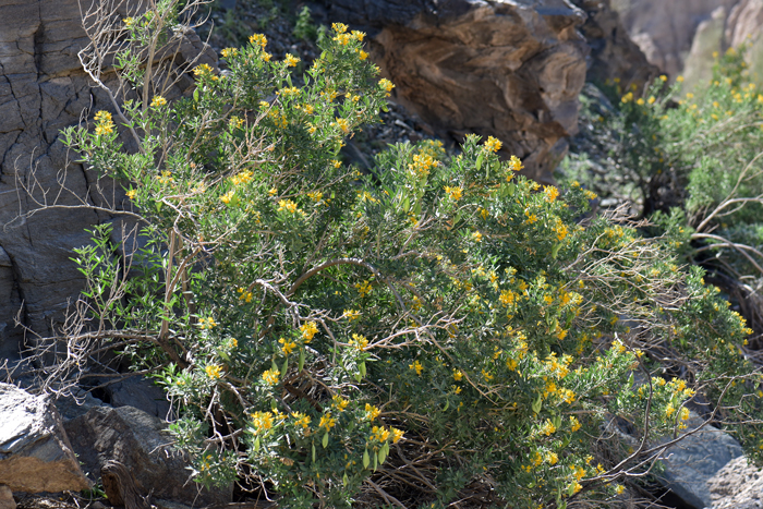 Bladderpod Spiderflower prefers hillsides, grasslands, desert washes, flats and roadsides. The genus Cleome has been reclassified by some authors to the genus Peritoma and Bladderpod Spiderflower to Peritoma arborea. Cleome isomeris 